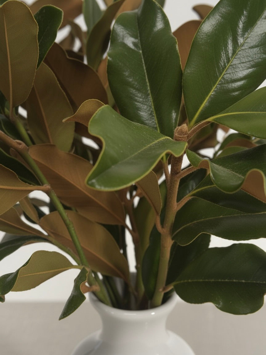 Fresh Magnolia Branches – Premium Cut Greenery