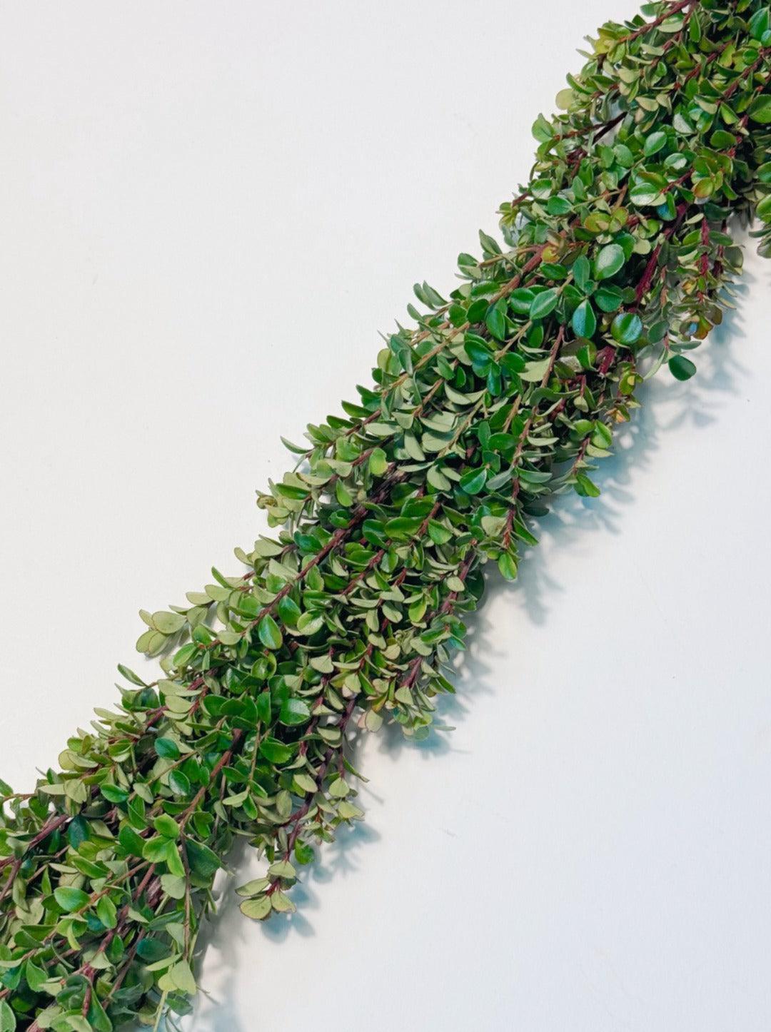 Fresh Boxwood Garland - Hello Eucalyptus
