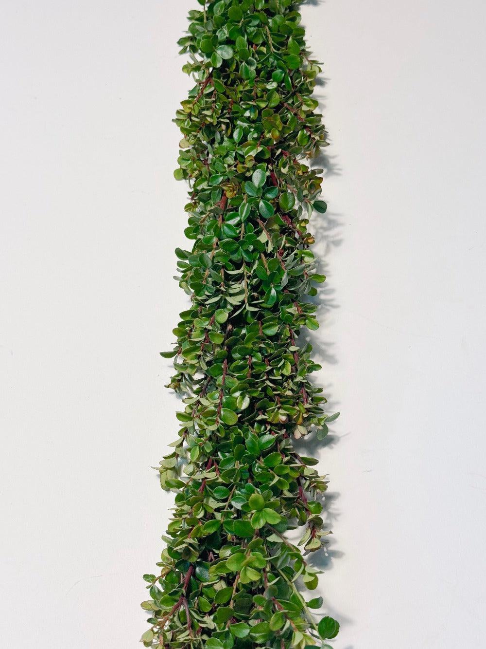 Fresh Boxwood Garland - Hello Eucalyptus