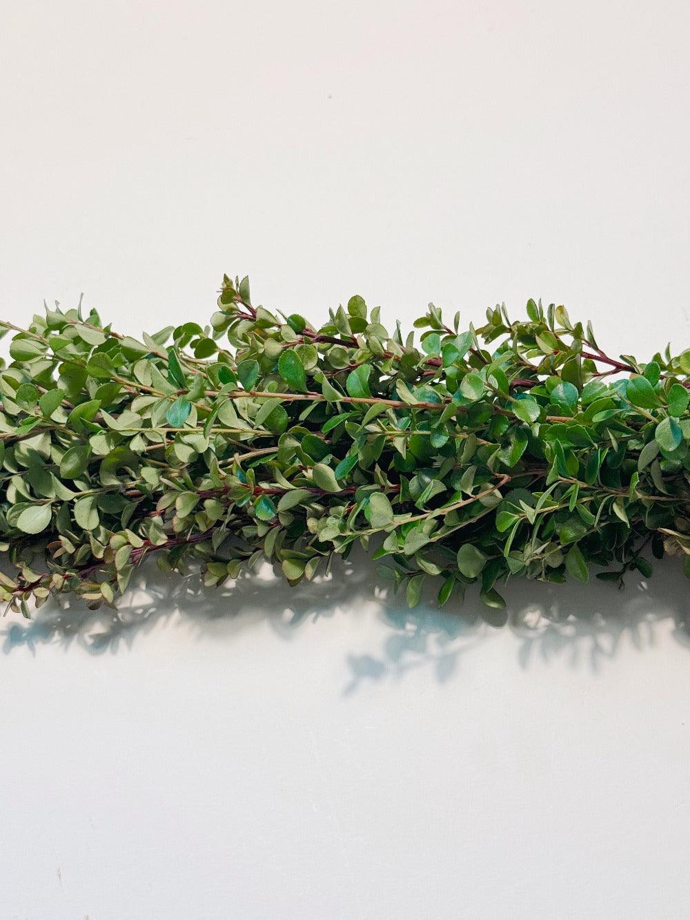 Fresh Boxwood Garland - Hello Eucalyptus