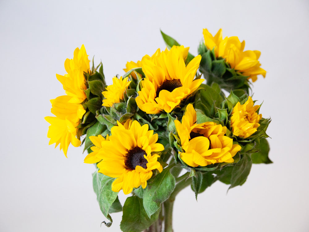 Bulk Mini Sunflowers