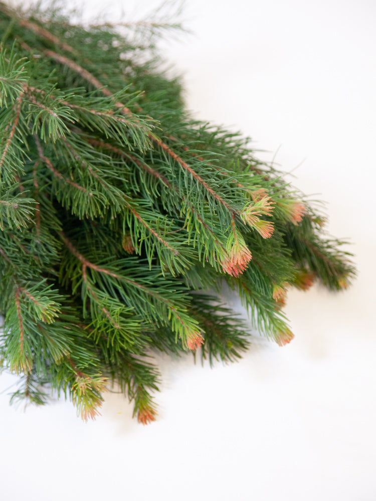 Bulk Australian Pine