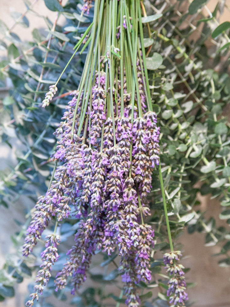"Limited" Fresh Lavender Deluxe Eucalyptus Shower Bundle