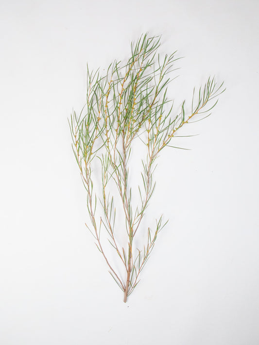 Bulk Willow Mist Eucalyptus - Hello Eucalyptus