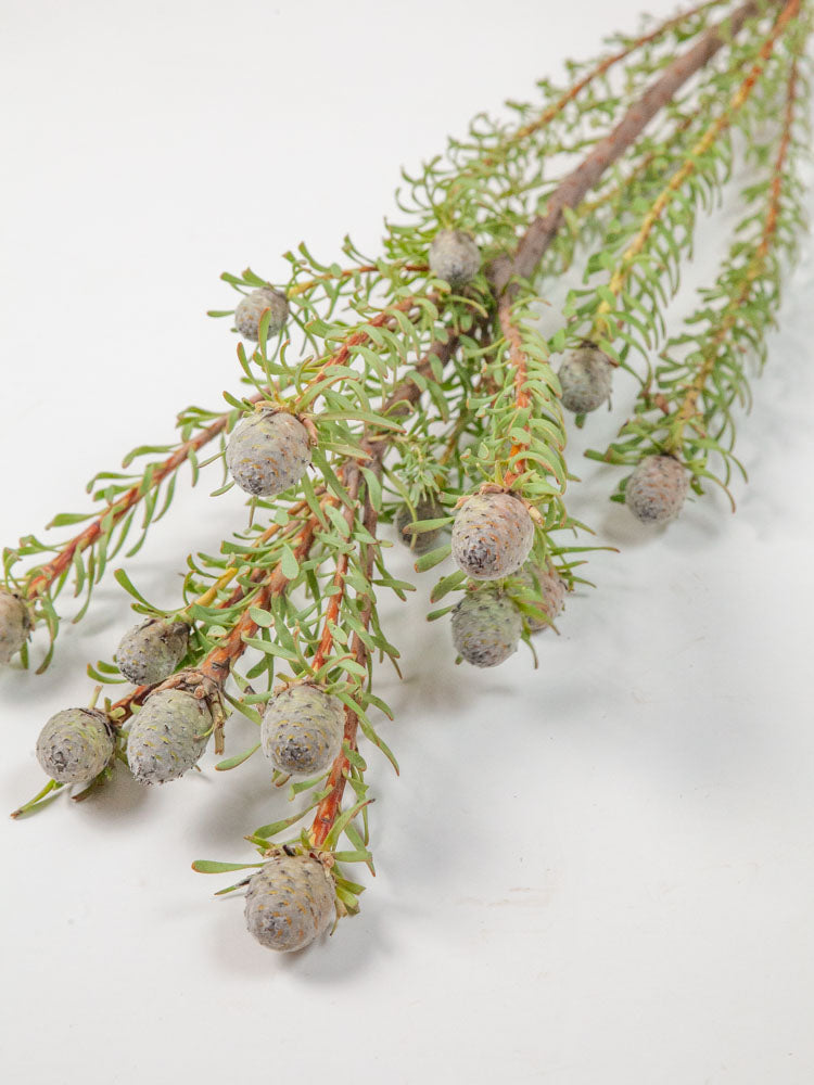 Bulk Galpini Leucadendron - Hello Eucalyptus