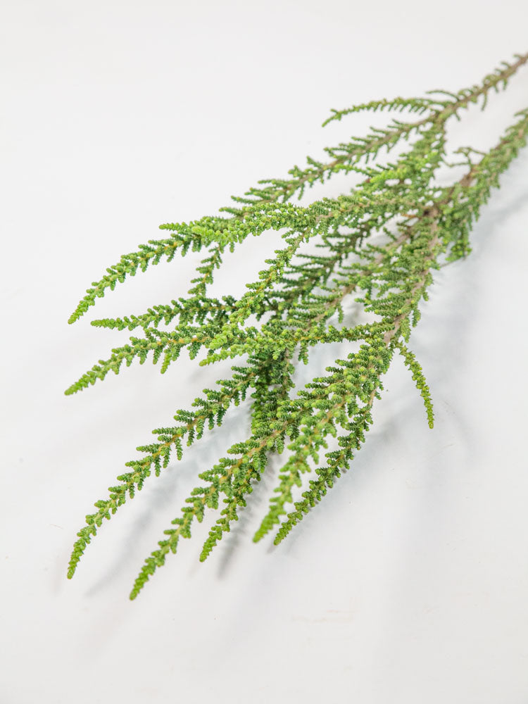 Bulk Fabiana Imbricata Greenery - Hello Eucalyptus