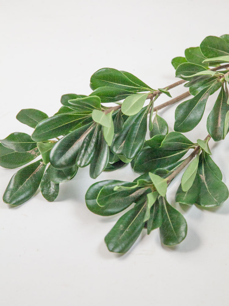 Bulk Green Pittosporum - Hello Eucalyptus