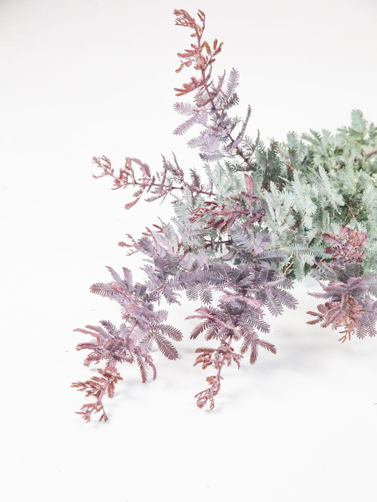 Bulk Purple Feather Acacia - Hello Eucalyptus