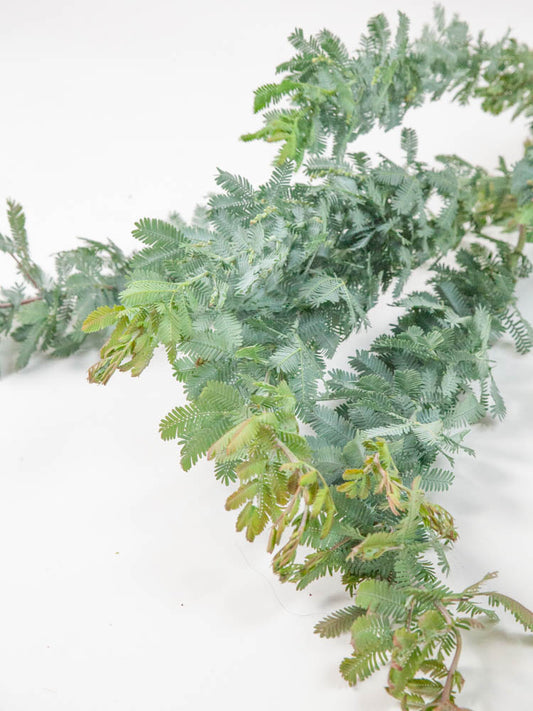 Bulk Silver Feather Acacia - Hello Eucalyptus