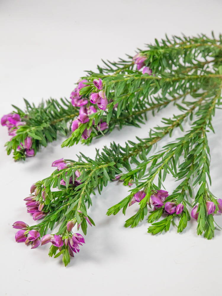 Bulk Purple Broom - Hello Eucalyptus