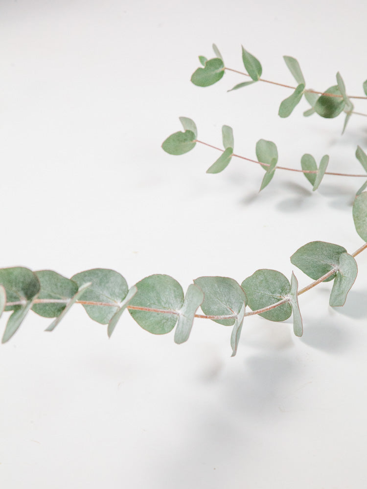 Bulk Cinerea Eucalyptus - Hello Eucalyptus