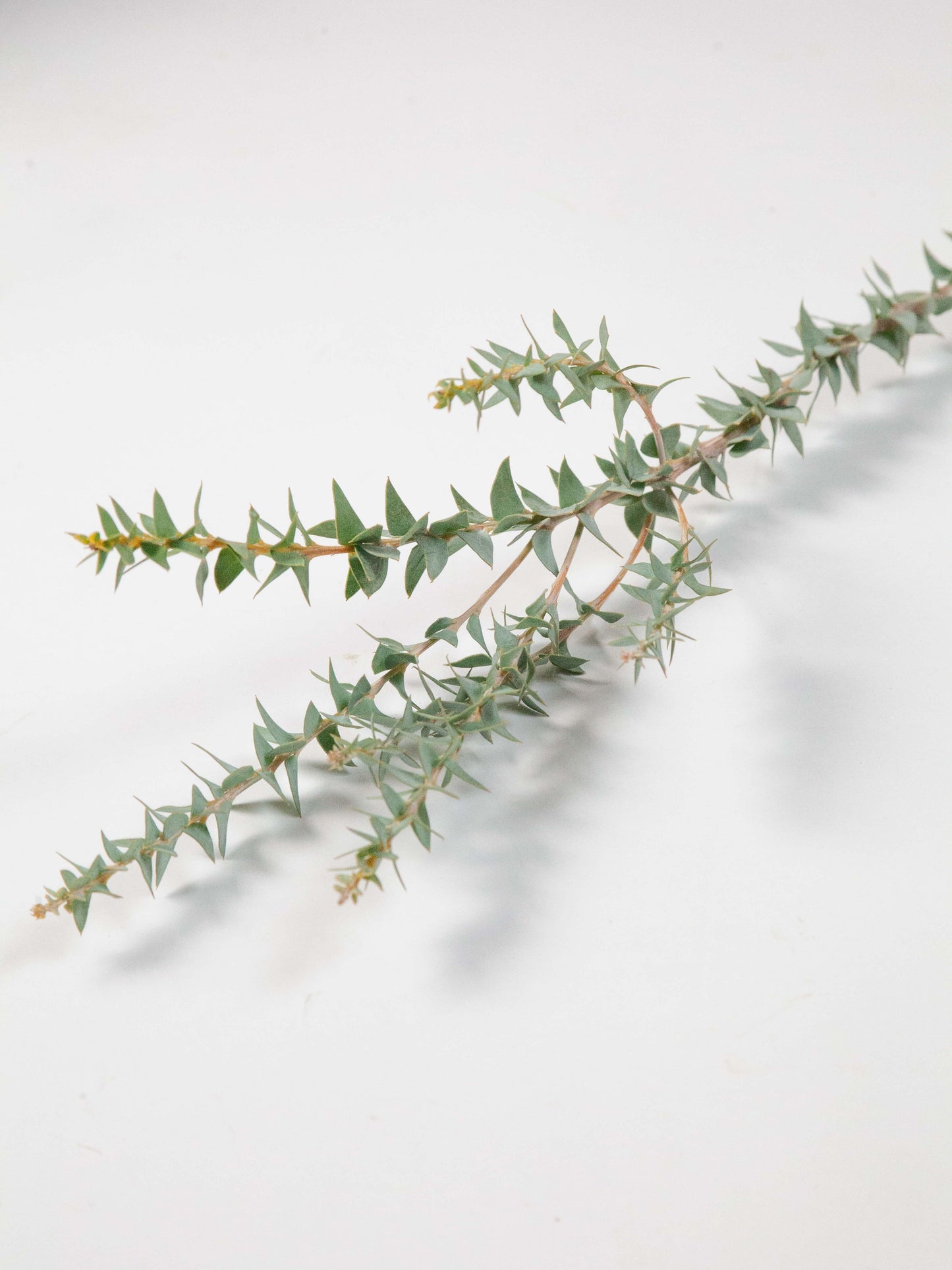 Bulk Gray Knifeblade Acacia - Hello Eucalyptus
