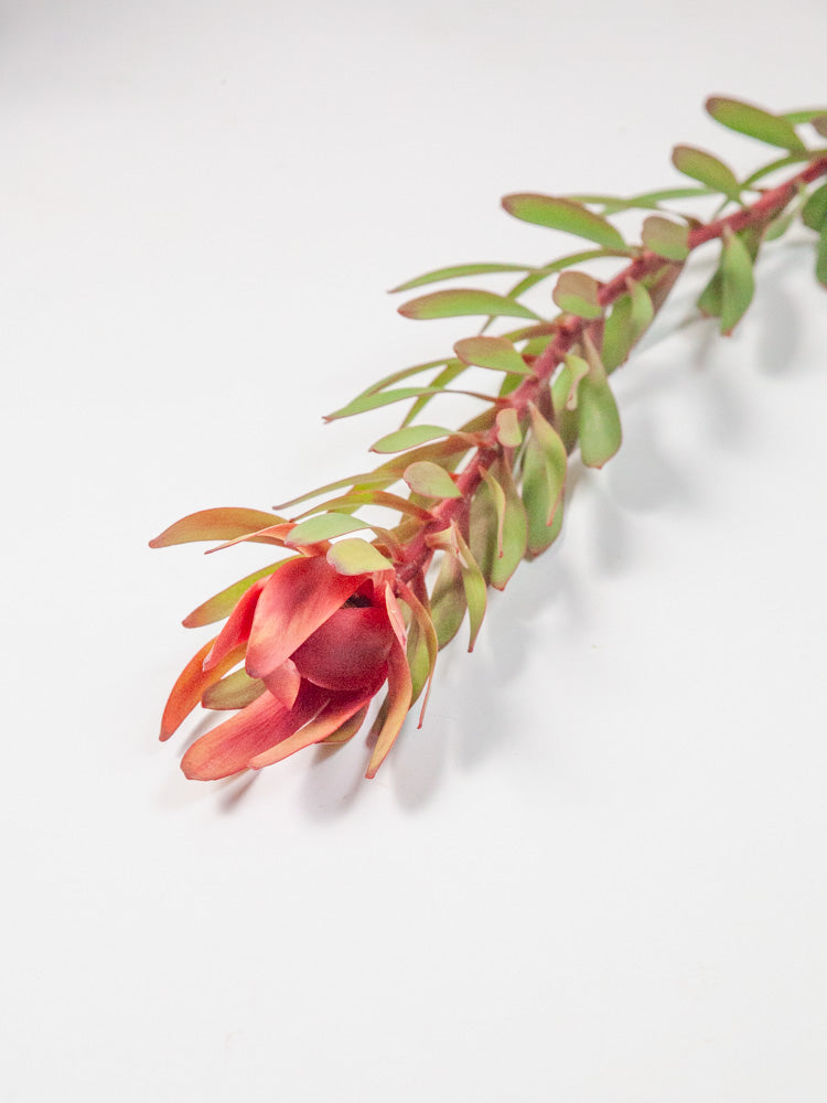 Bulk Safari Sunset Leucadendron - Hello Eucalyptus