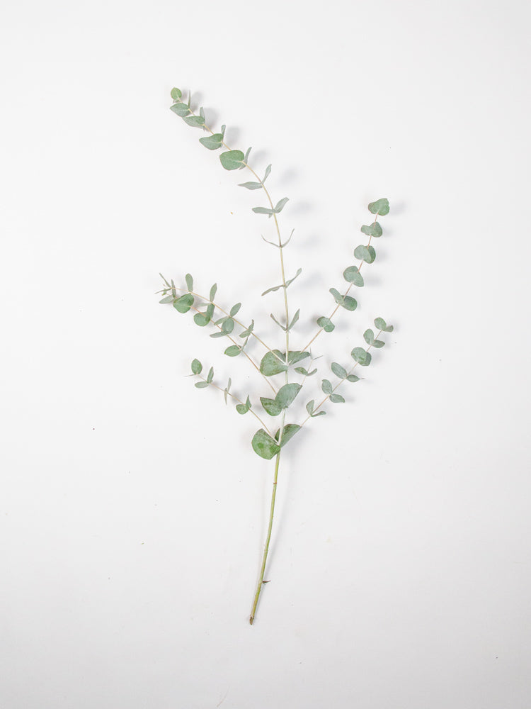 Bulk Cinerea Eucalyptus - Hello Eucalyptus