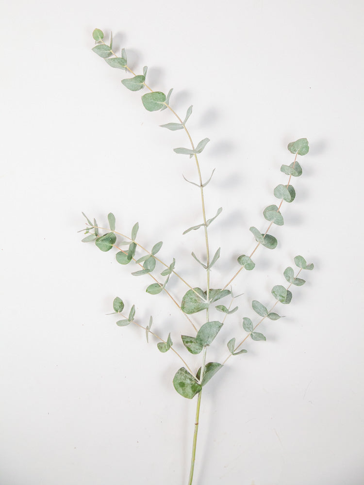 Bulk Cinerea Eucalyptus - Hello Eucalyptus