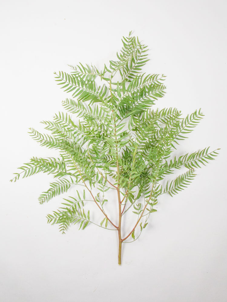 Bulk Pepperberry Foliage - Hello Eucalyptus