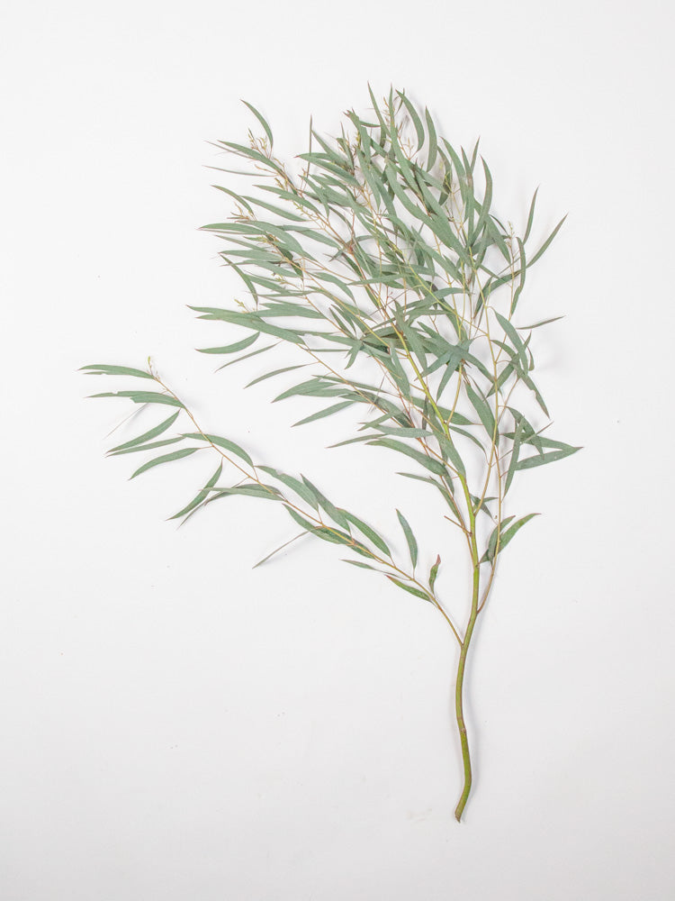 Bulk Feather Eucalyptus - Hello Eucalyptus