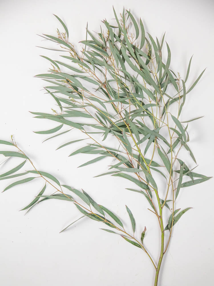 Bulk Feather Eucalyptus - Hello Eucalyptus