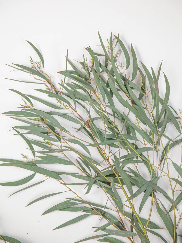 Bulk Feather Eucalyptus - Hello Eucalyptus