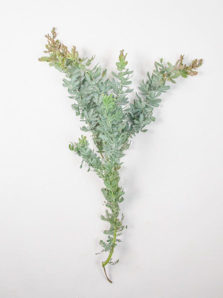 Bulk Silver Feather Acacia - Hello Eucalyptus