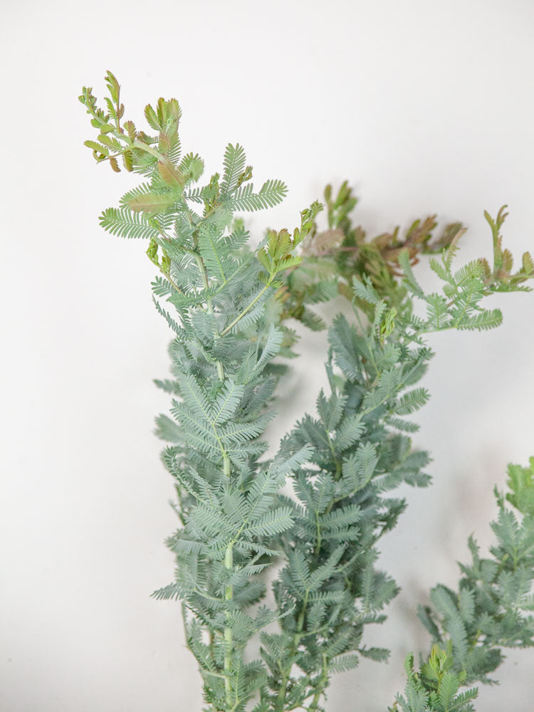 Bulk Silver Feather Acacia - Hello Eucalyptus