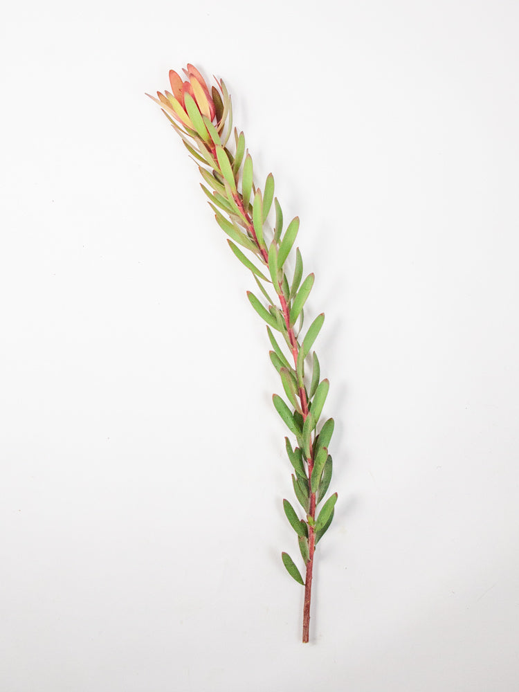 Bulk Safari Sunset Leucadendron - Hello Eucalyptus