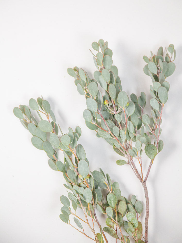 Bulk Gumdrop Eucalyptus - Hello Eucalyptus