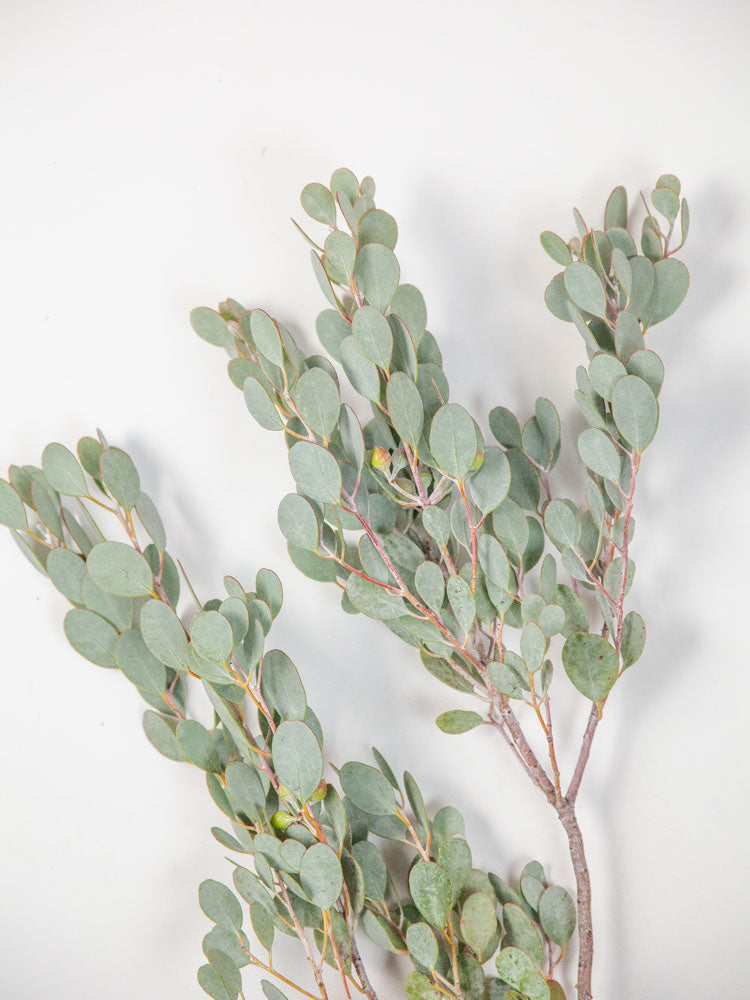 Bulk Gumdrop Eucalyptus - Hello Eucalyptus