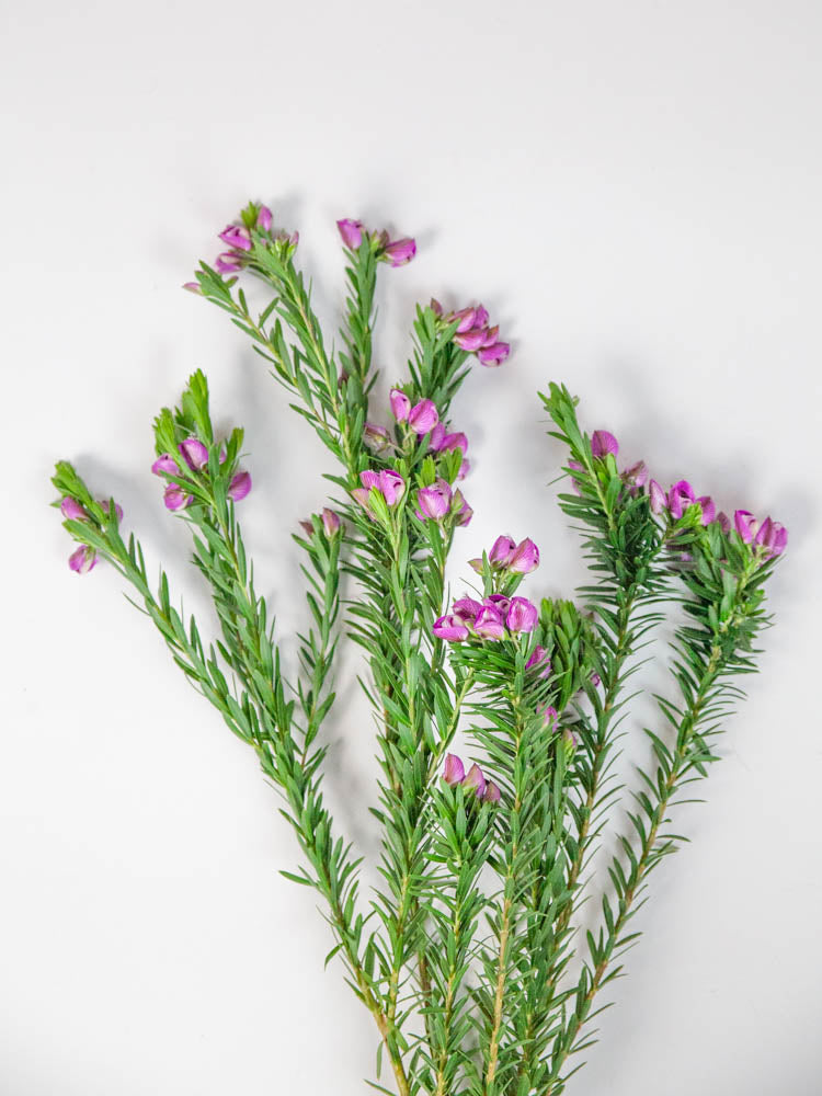 Bulk Purple Broom - Hello Eucalyptus