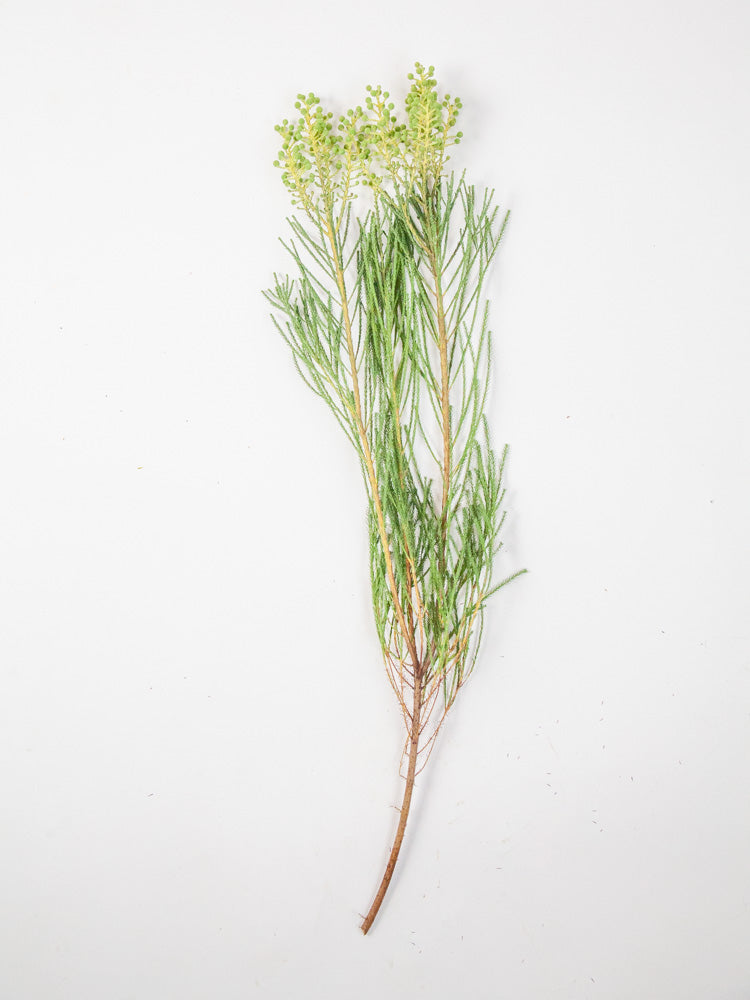 Bulk Berzelia Greenery - Hello Eucalyptus
