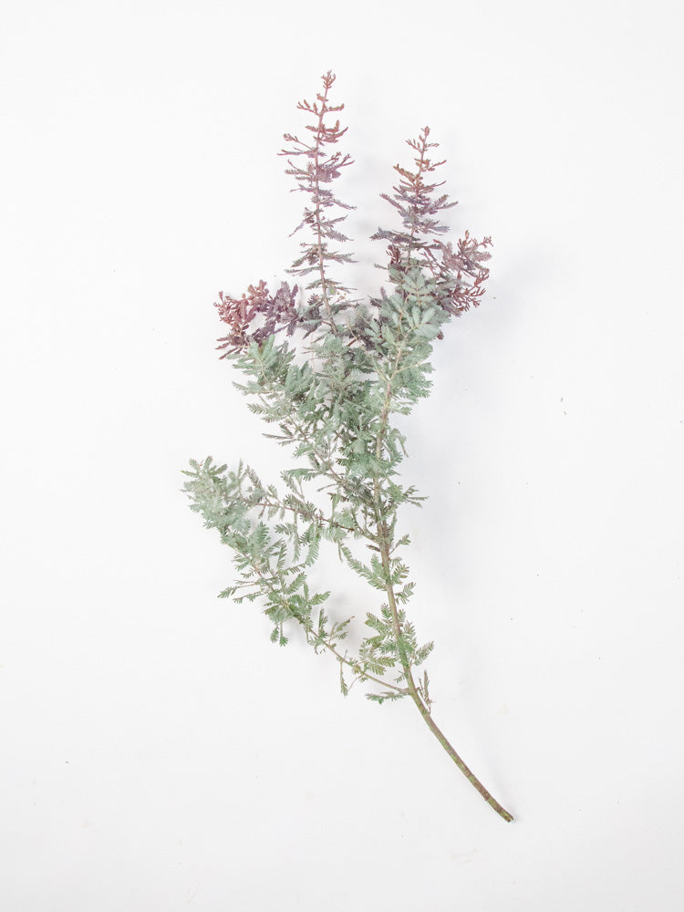 Bulk Purple Feather Acacia - Hello Eucalyptus