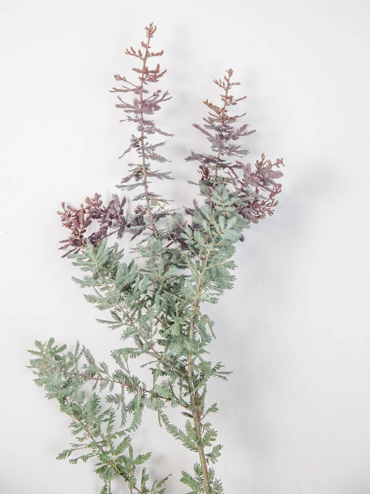 Bulk Purple Feather Acacia - Hello Eucalyptus