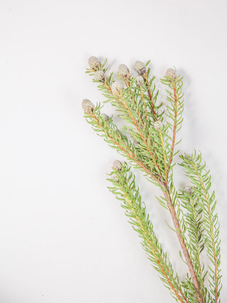 Bulk Galpini Leucadendron - Hello Eucalyptus