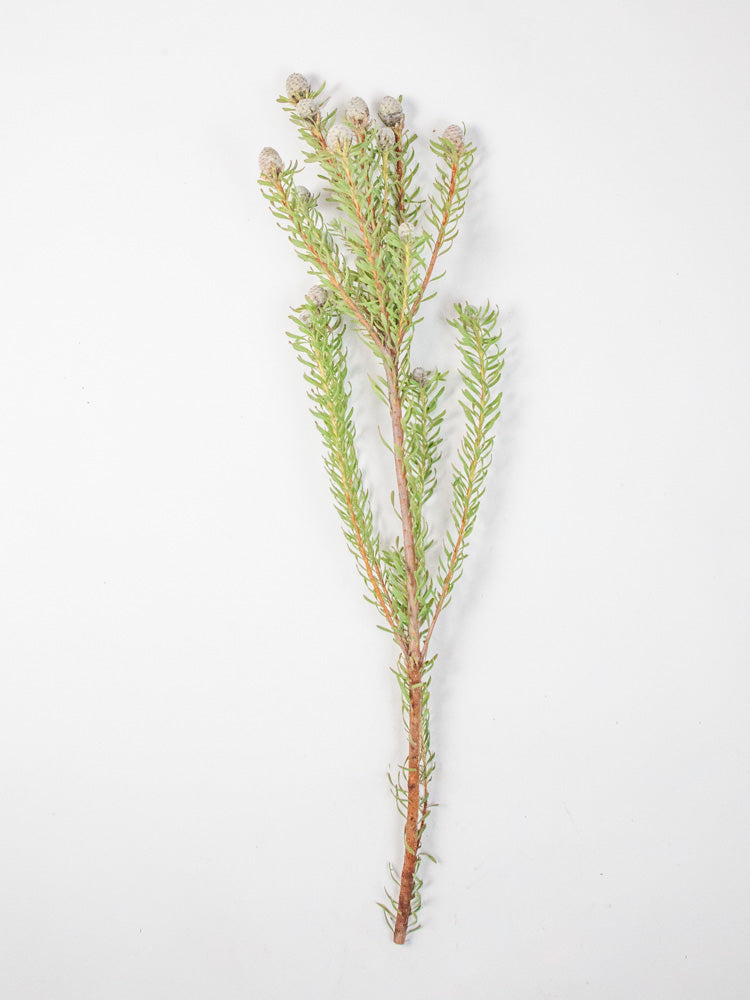 Bulk Galpini Leucadendron - Hello Eucalyptus