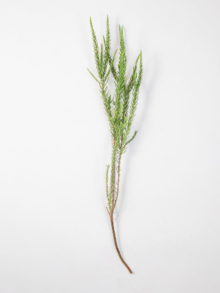 Bulk Fabiana Imbricata Greenery - Hello Eucalyptus