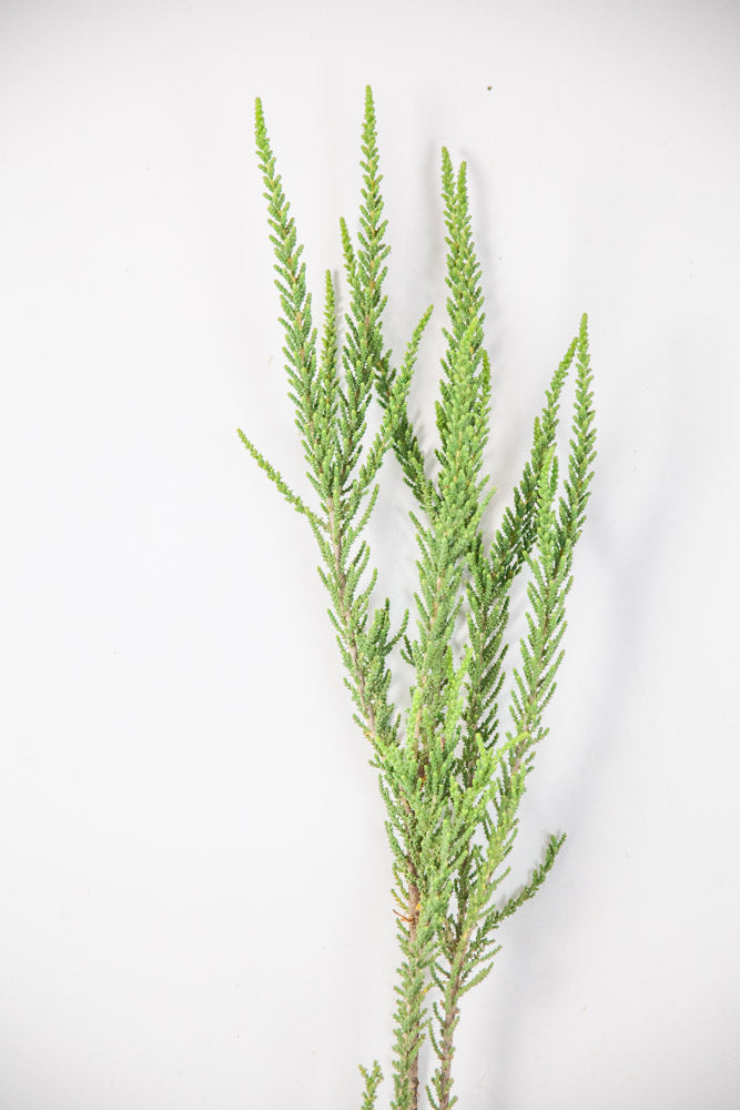 Bulk Fabiana Imbricata Greenery - Hello Eucalyptus