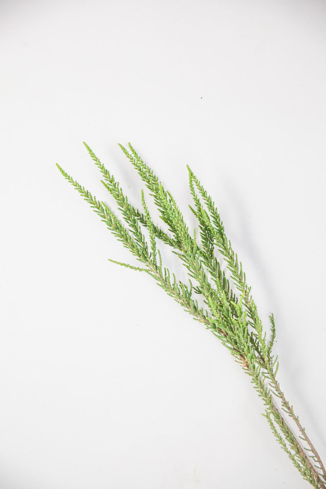 Bulk Fabiana Imbricata Greenery - Hello Eucalyptus