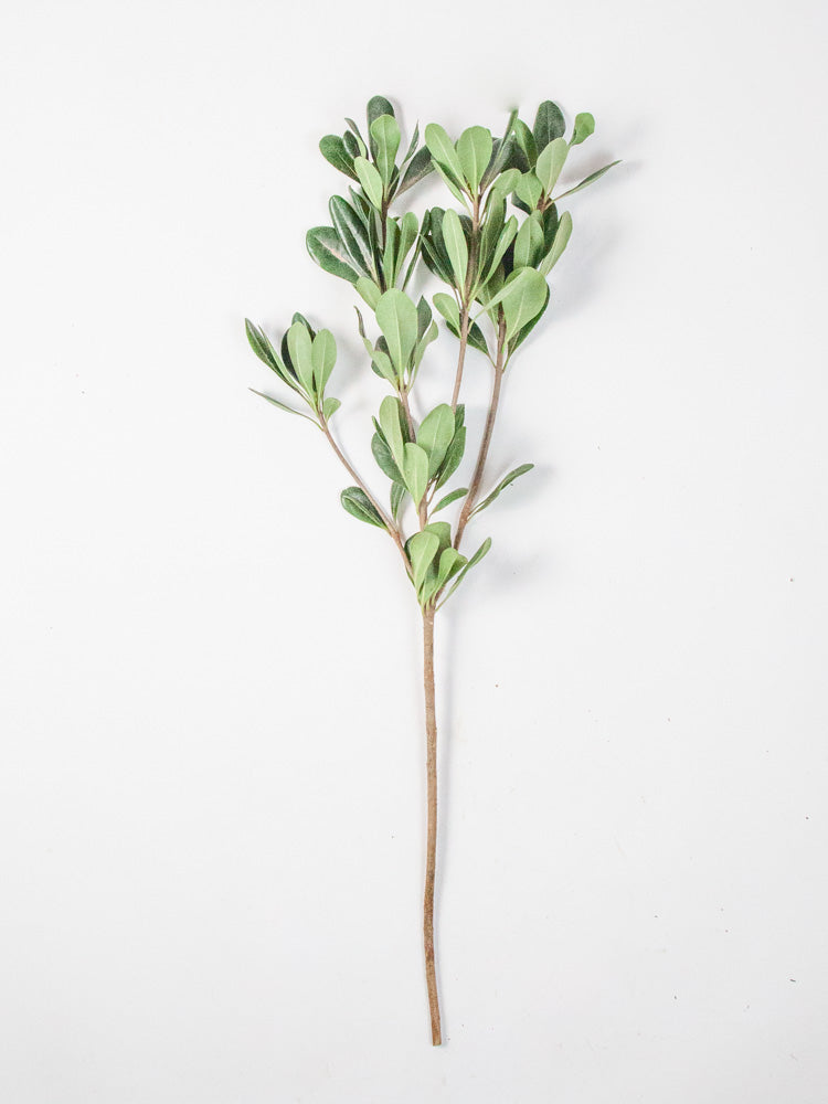 Bulk Green Pittosporum - Hello Eucalyptus