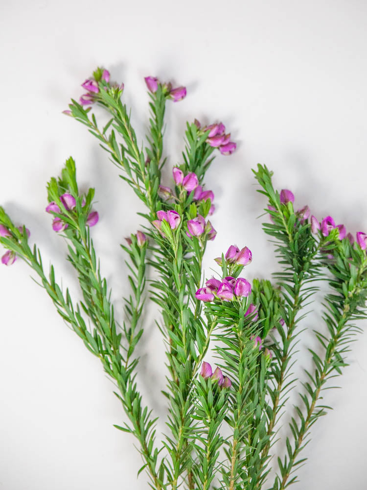 Bulk Purple Broom - Hello Eucalyptus