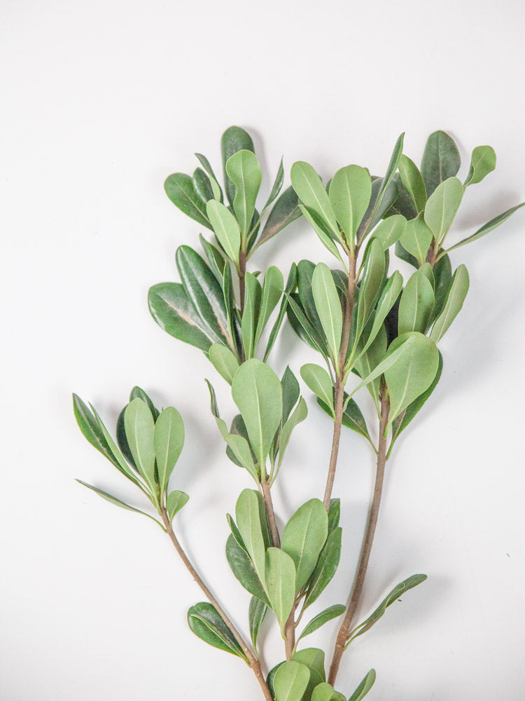 Bulk Green Pittosporum - Hello Eucalyptus