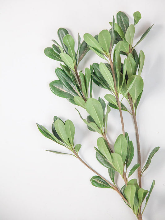 Bulk Green Pittosporum - Hello Eucalyptus