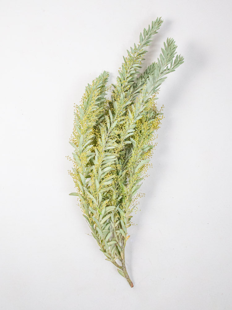 Bulk Golden Veil Acacia - Hello Eucalyptus