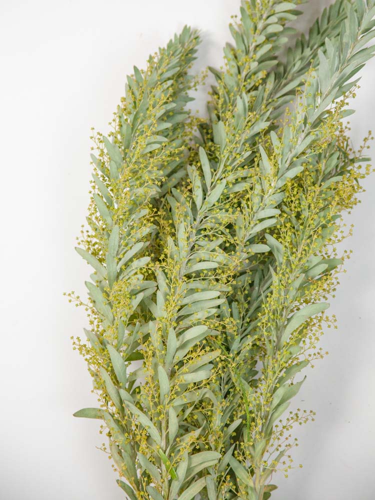 Bulk Golden Veil Acacia - Hello Eucalyptus