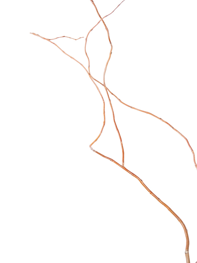 Bulk Curly Willow Tips - Hello Eucalyptus