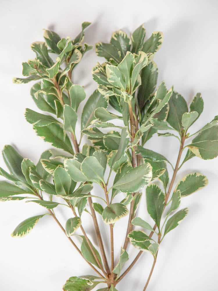 Bulk Varigated Green Pittosporum - Hello Eucalyptus