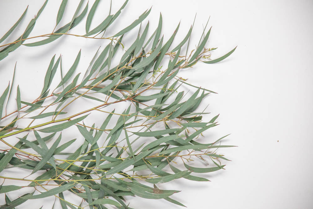 Bulk Feather Eucalyptus - Hello Eucalyptus