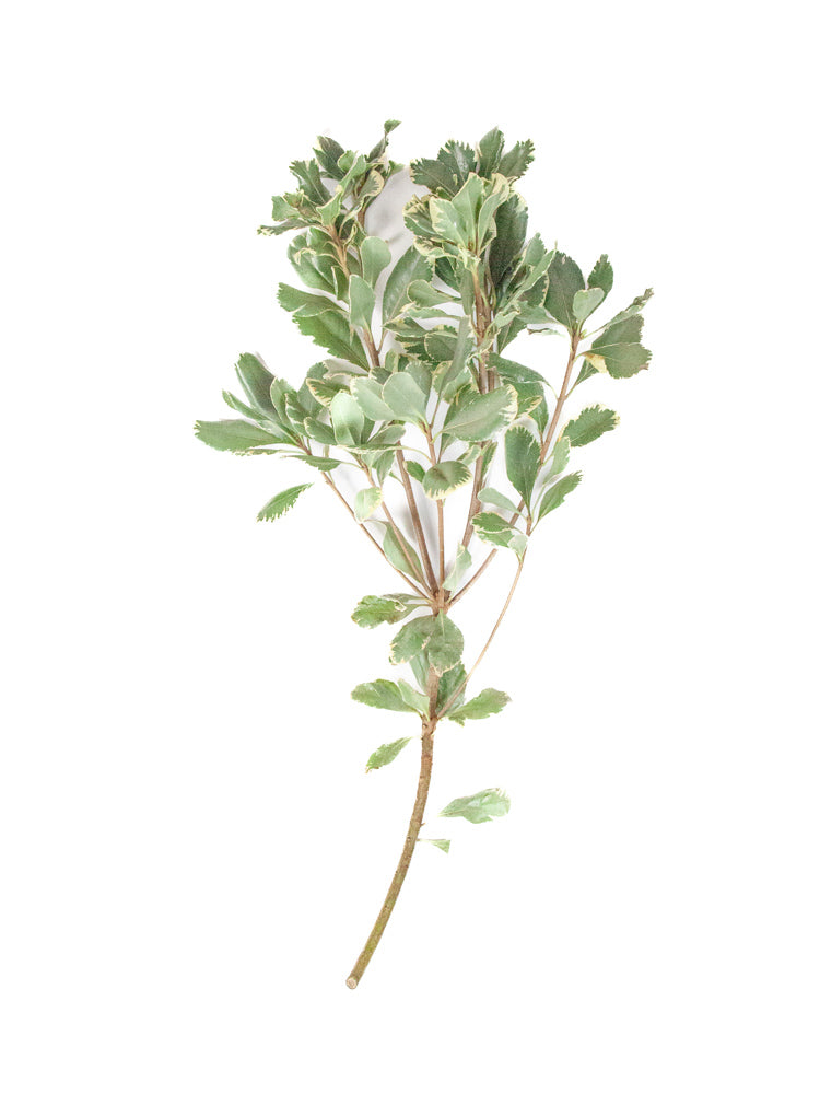 Bulk Varigated Green Pittosporum - Hello Eucalyptus