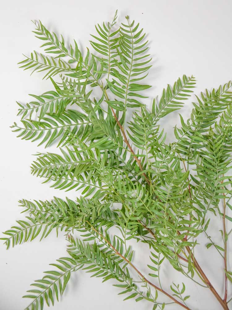 Bulk Pepperberry Foliage - Hello Eucalyptus