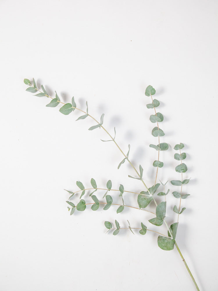 Bulk Cinerea Eucalyptus - Hello Eucalyptus