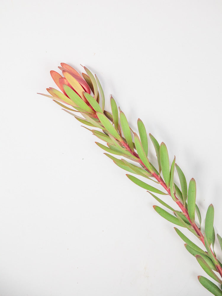Bulk Safari Sunset Leucadendron - Hello Eucalyptus